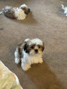 Male Shih-Tzu
