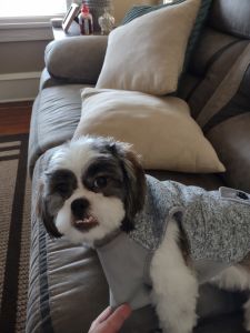 Male shih tzu