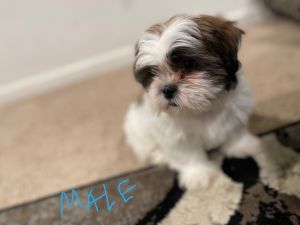 Shihtzu Puppies