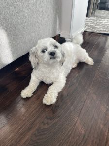 Zuchon puppy for sale