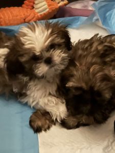 CHINESE IMPERIAL SHIH TZU PUPS