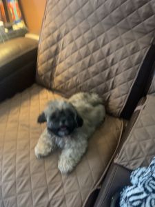 Male Shih Tzu