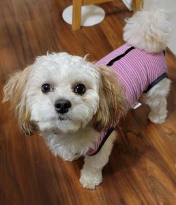 Teddy Bear/Wisconsin