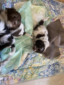 Springfield Missouri close to 65 and sunshine