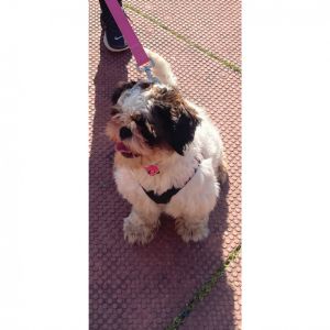 Looking for new home for coco