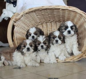 Shih Tzu Puppies for sale