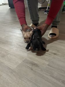 Shih Tzu Chihuahua imagine for sale