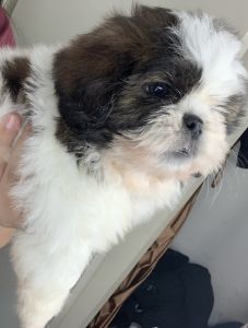 Shihtzu puppies