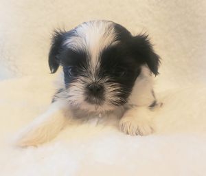 Shih tzu cute and tiny