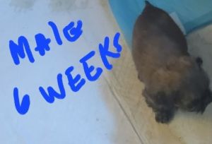 Imperial shih tzu puppies