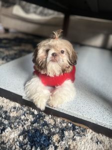 Teacup shihtzu