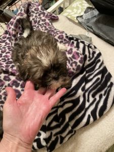 Shihtzu full blooded ckc puppies