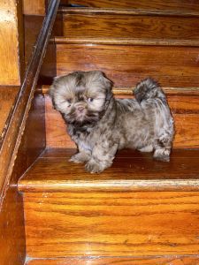 Shih tzu puppy