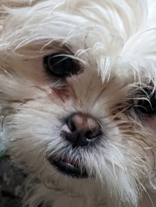 Shih tzu puppies shot ready to ho