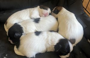 AKC SHIH TZU PUPS