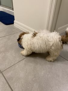 Beautiful 13 weeks old