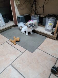 Female puppy shihtzu for sale