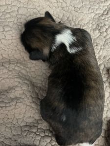 Female Shih tzu puppy