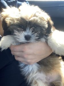 Female Shih tzu puppy