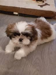 Cuddle x Shih tzu puppies now