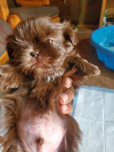 Shih Tzu Available Soon!