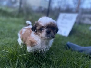 Shih tzu puppies