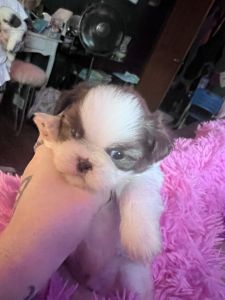 Shih tzu puppy