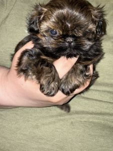 AKC CKC Shih Tzu male puppy