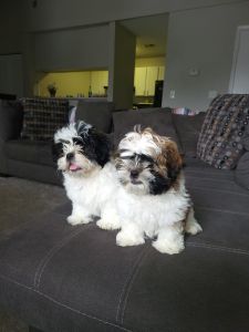 Estoy buscando un hogar para mis lindo bebés