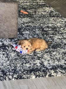 Sweet babygirl needs loving home