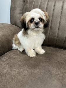 Beautiful Shih Tzu puppy for sale