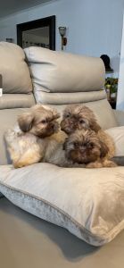 pure breed shih-tzu puppies