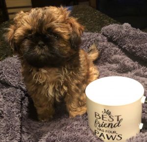 Male Shih-Tzu for adoption