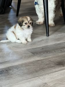 Full Breed Girls/Boy