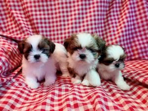 Shih Tzu puppies