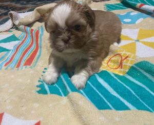 Shihtzu puppies