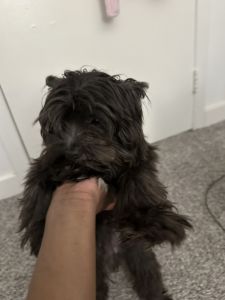 Shih tzu & yorkie puppy