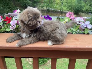 IN HOLD - LAVENDER, liver pure breed Shih Tzu , CKC