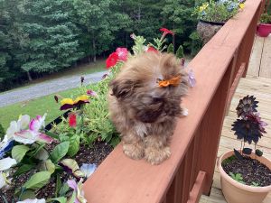 PRINCESS IS IN HOLD !!!!!!!!!. GOLDEN female SHIH TZU