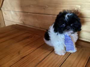 SOLD !!!! Oreo, aTiny Toy Imperial Shih Tzu , CKC, 14