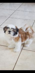 Shih Tzu puppy