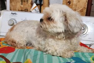 Female shih tzu