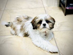 Male Shih Tzu