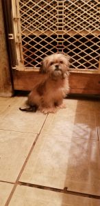 Registered Shihtzu