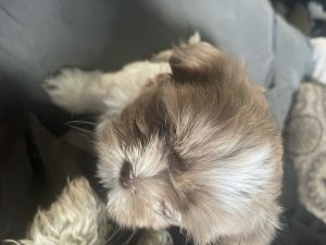 Shihtzu puppies