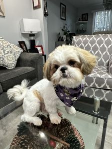 Shih Tzu puppies available