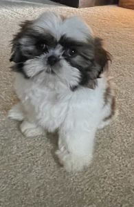 Shih-tzu puppy Female