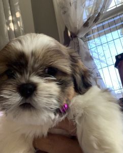 Puppies shihtzu girl