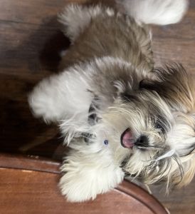Shih Tzu for sale