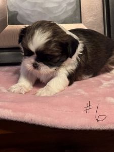 Shih tzu puppies